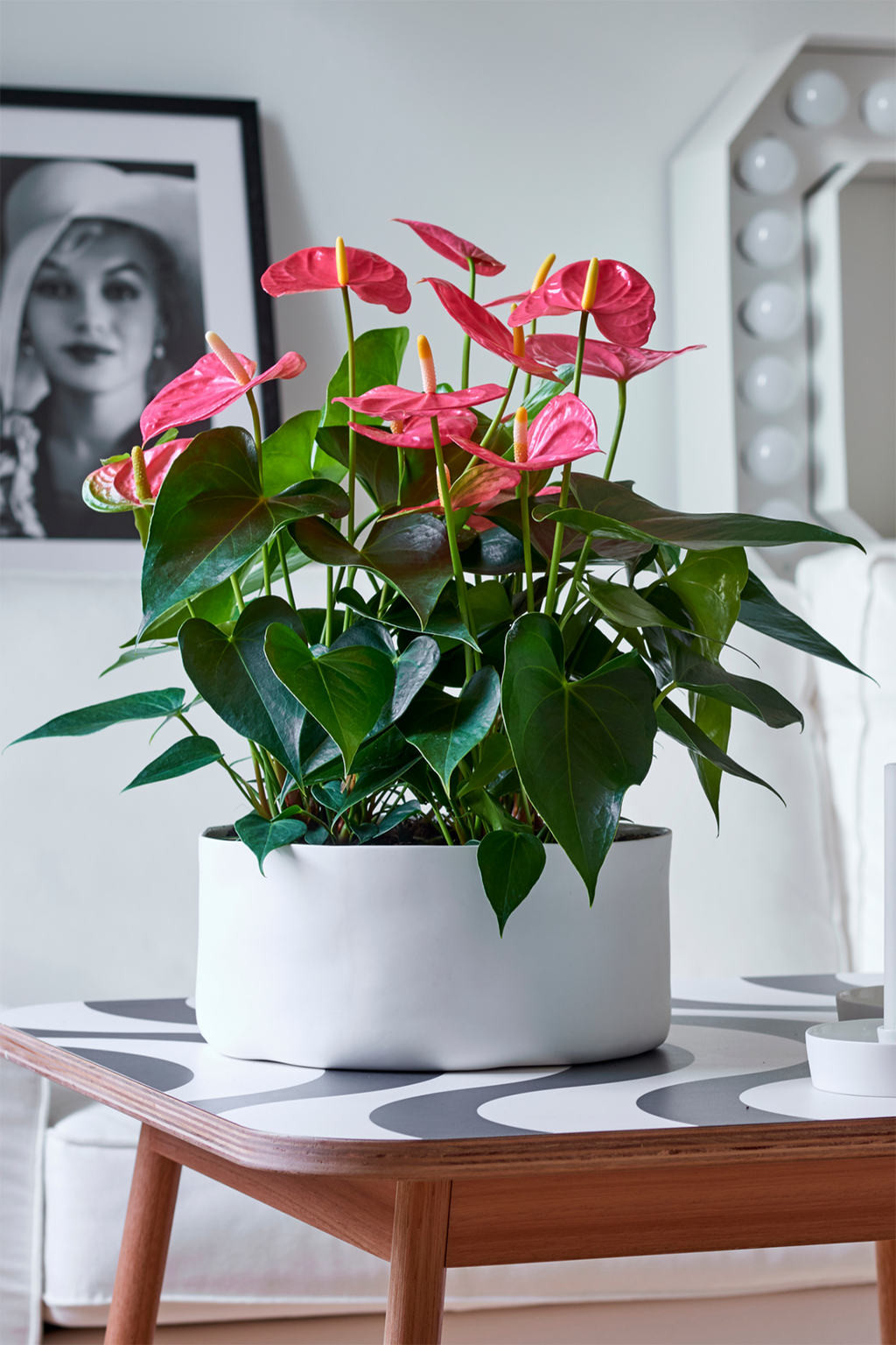 Anthurium ‘Maine Pink’ – Plante D’Intérieur