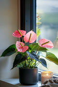 Anthurium ‘Maine Pink’ – Plante D’Intérieur