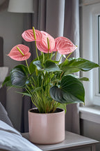 Anthurium ‘Maine Pink’ – Plante D’Intérieur