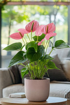 Anthurium ‘Maine Pink’ – Plante D’Intérieur