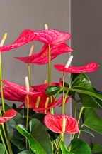 Anthurium ‘Maine Pink’ – Plante D’Intérieur