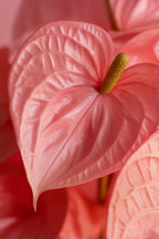 Anthurium ‘Maine Pink’ – Plante D’Intérieur