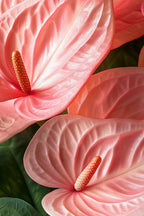 Anthurium ‘Maine Pink’ – Plante D’Intérieur