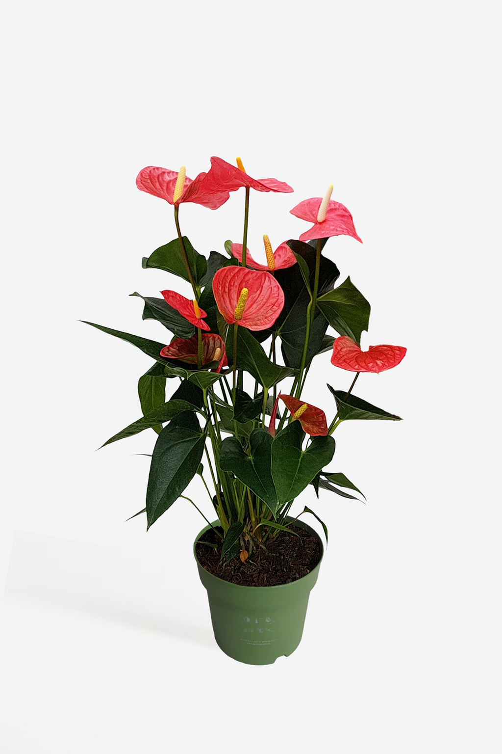 Anthurium ‘Maine Pink’ – Plante D’Intérieur