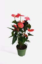 Anthurium ‘Maine Pink’ – Plante D’Intérieur