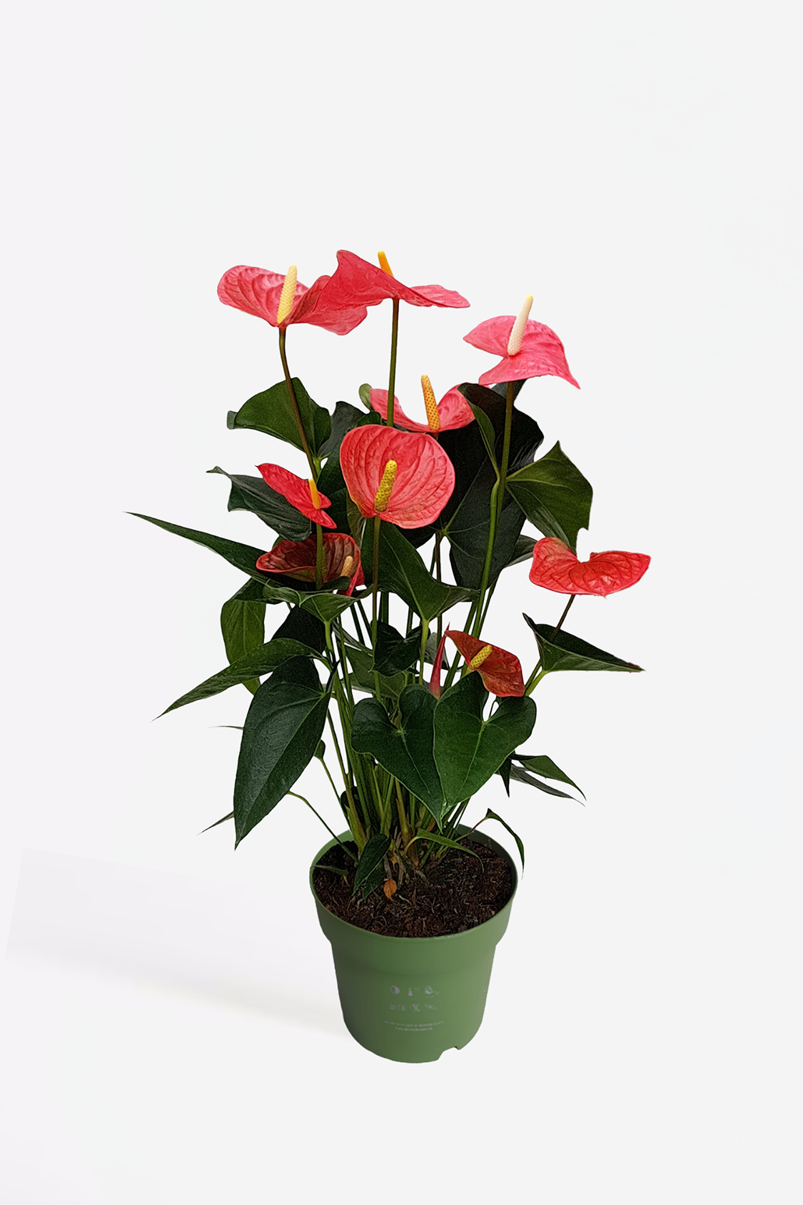 Anthurium ‘Maine Pink’ – Plante D’Intérieur