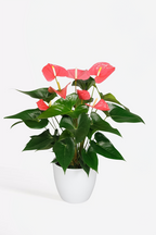 Anthurium ‘Maine Pink’ – Plante D’Intérieur