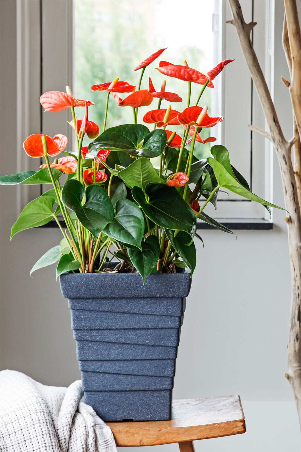Anthurium ‘Madural Orange’ – Plante D’Intérieur