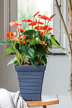 Anthurium ‘Madural Orange’ – Plante D’Intérieur