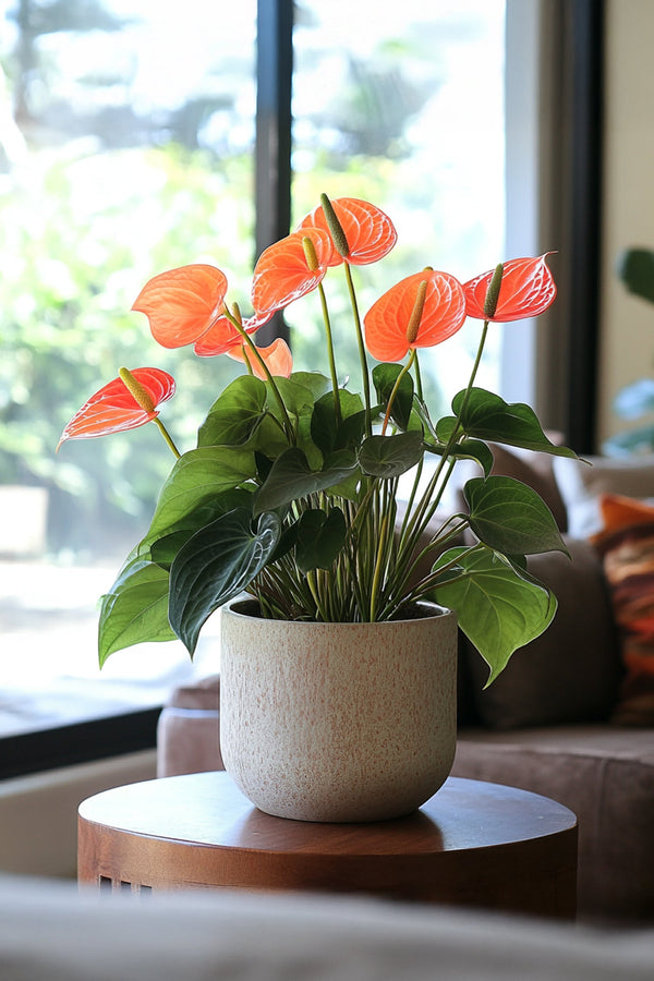 Anthurium ‘Madural Orange’ – Plante D’Intérieur