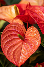 Anthurium ‘Madural Orange’ – Plante D’Intérieur