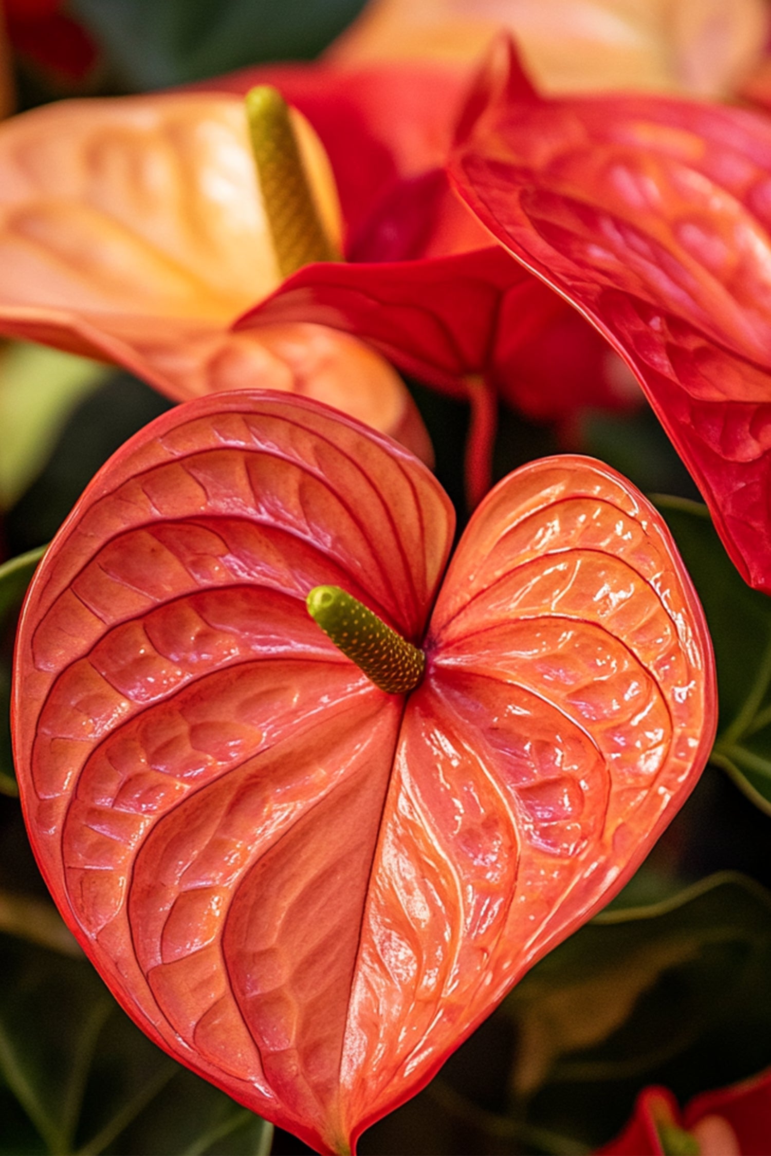 Anthurium ‘Madural Orange’ – Plante D’Intérieur