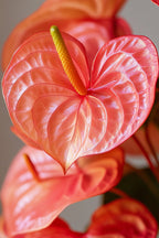Anthurium ‘Madural Orange’ – Plante D’Intérieur