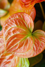Anthurium ‘Madural Orange’ – Plante D’Intérieur
