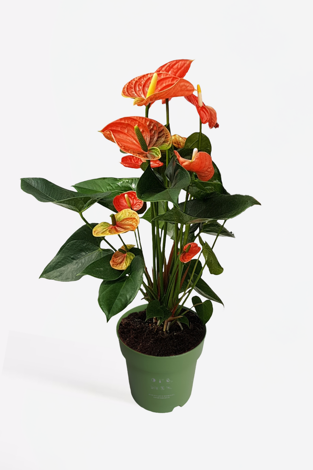 Anthurium ‘Madural Orange’ – Plante D’Intérieur
