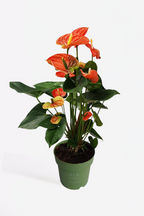 Anthurium ‘Madural Orange’ – Plante D’Intérieur