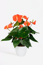 Anthurium ‘Madural Orange’ – Plante D’Intérieur