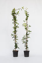 Lot De 2 Jasmin De Toscane Xl Sur Tuteur – Plante D’Extérieur