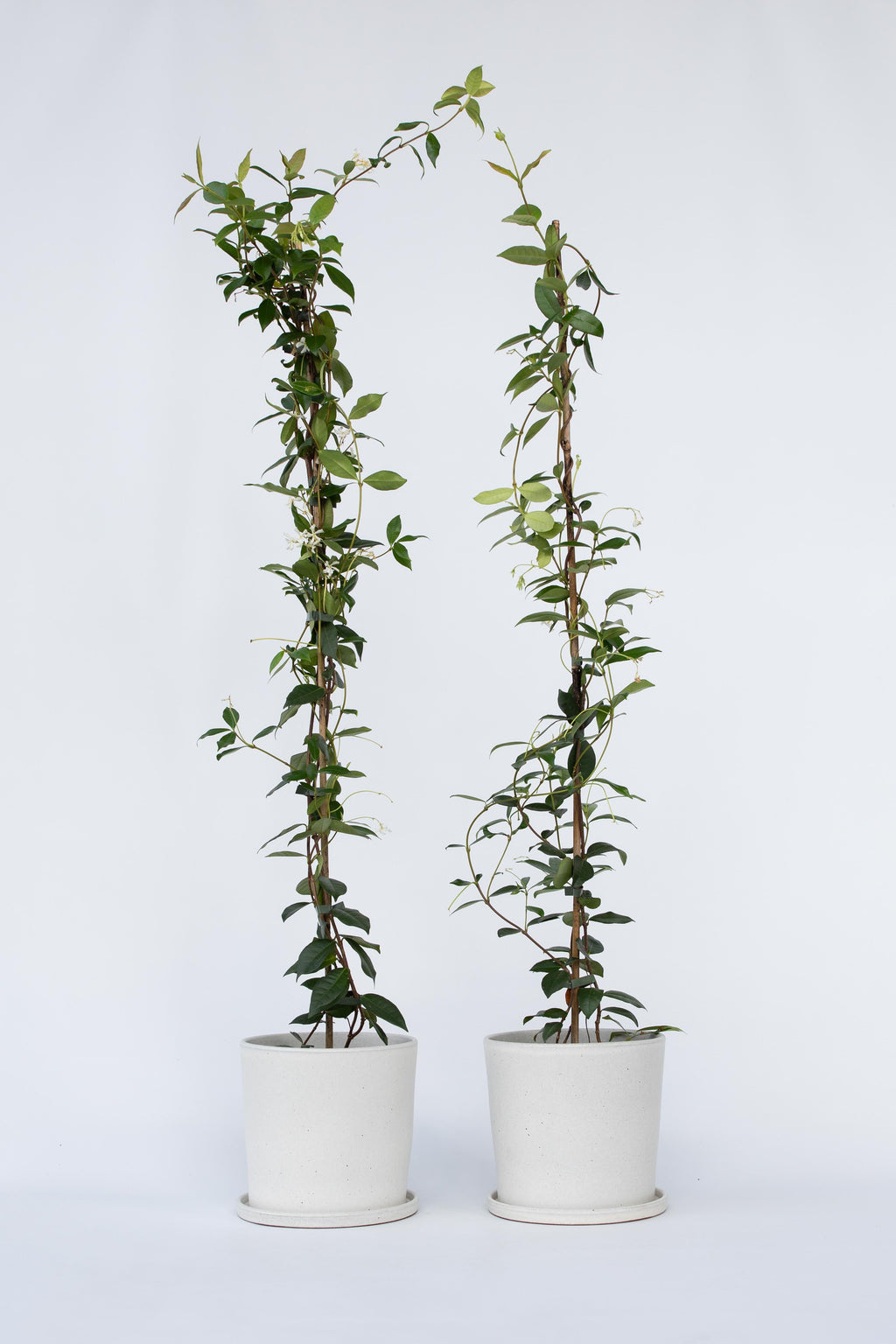 Lot De 2 Jasmin De Toscane Xl Sur Tuteur – Plante D’Extérieur