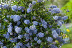 Céanothe Pyramidal « Lilas De Californie » – Plante D’Extérieur