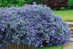 Céanothe Pyramidal « Lilas De Californie » – Plante D’Extérieur