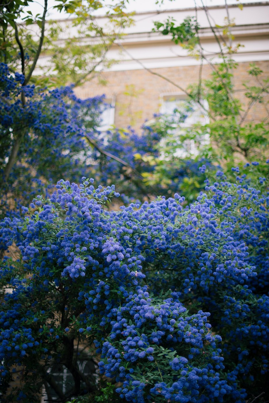 Céanothe Pyramidal « Lilas De Californie » – Plante D’Extérieur