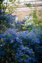Céanothe Pyramidal « Lilas De Californie » – Plante D’Extérieur