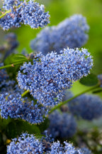Céanothe Pyramidal « Lilas De Californie » – Plante D’Extérieur