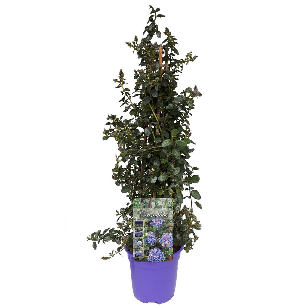 Céanothe Pyramidal « Lilas De Californie » – Plante D’Extérieur
