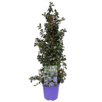 Céanothe Pyramidal « Lilas De Californie » – Plante D’Extérieur