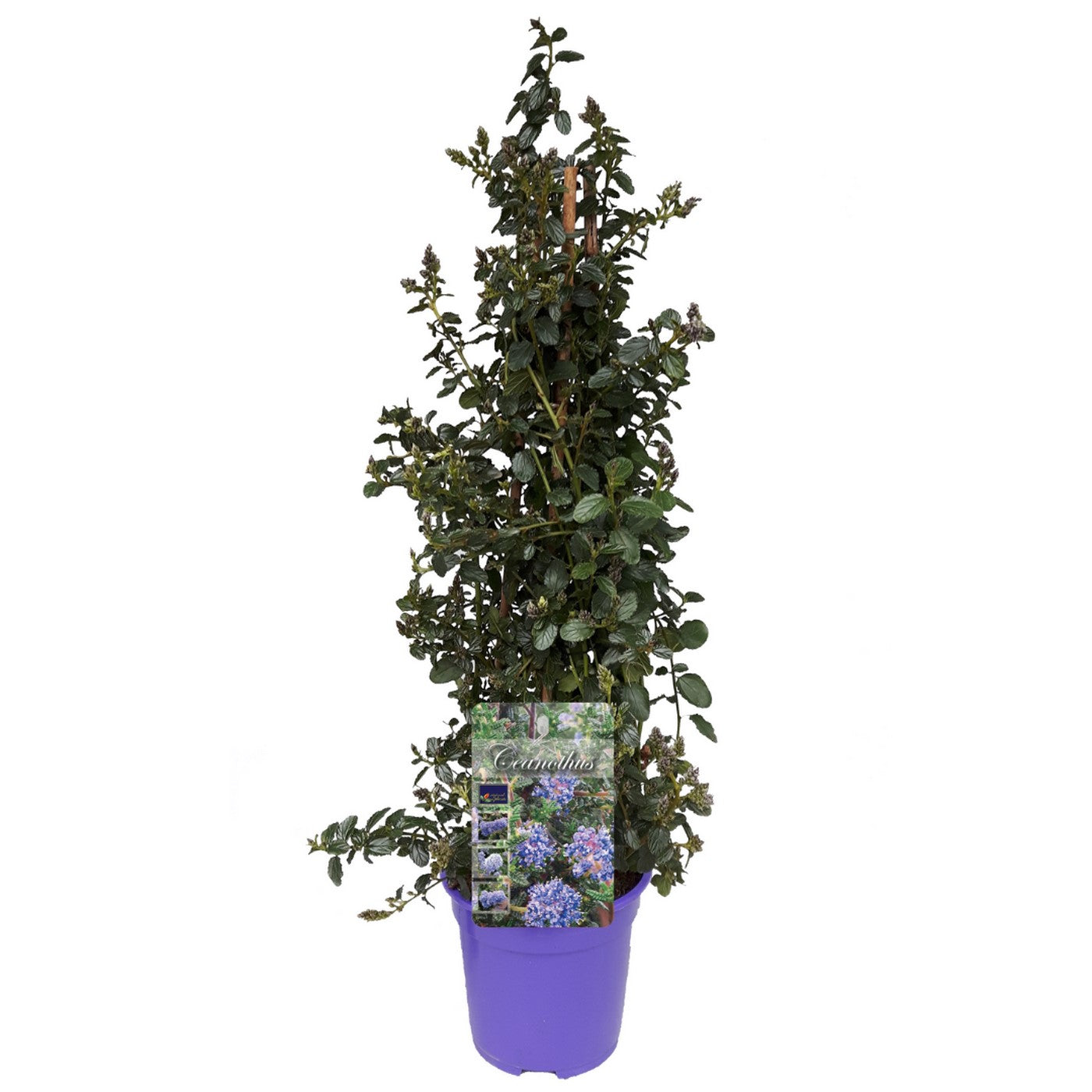 Céanothe Pyramidal « Lilas De Californie » – Plante D’Extérieur