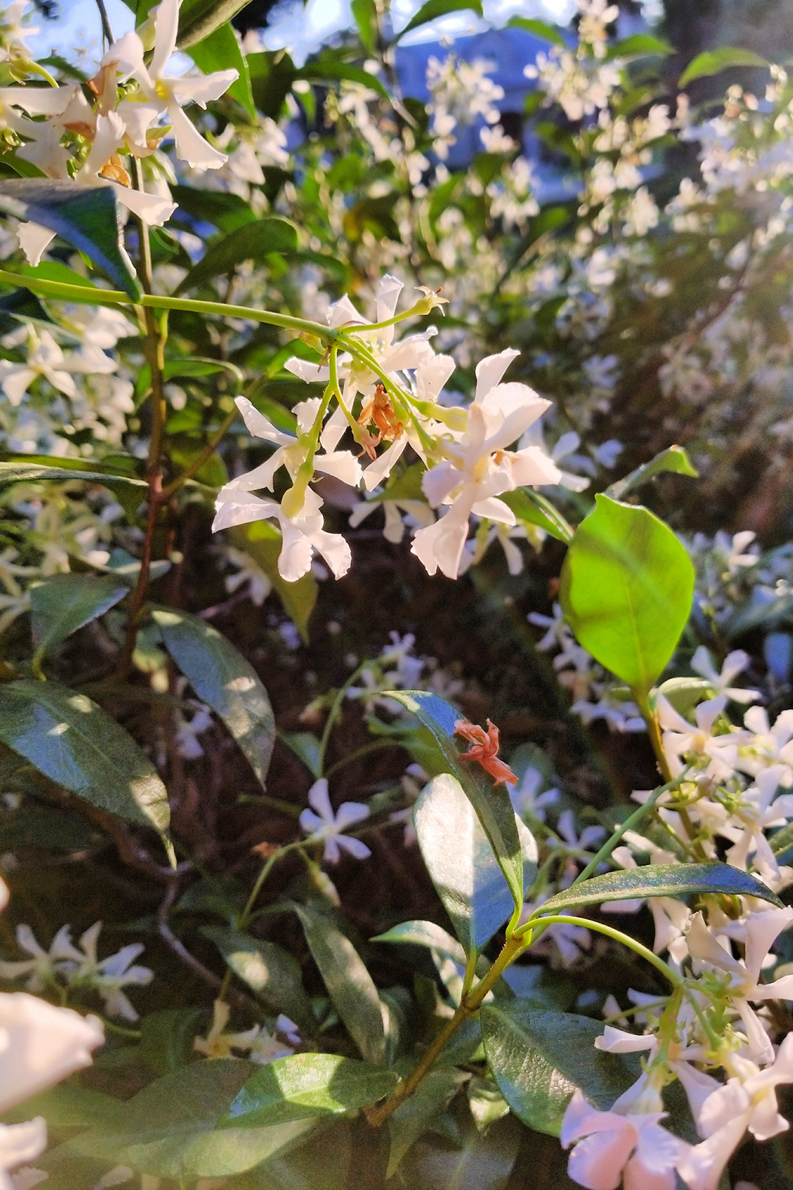 Lot De 2 Jasmin De Toscane Rose Xl Sur Tuteur – Plante D’Extérieur