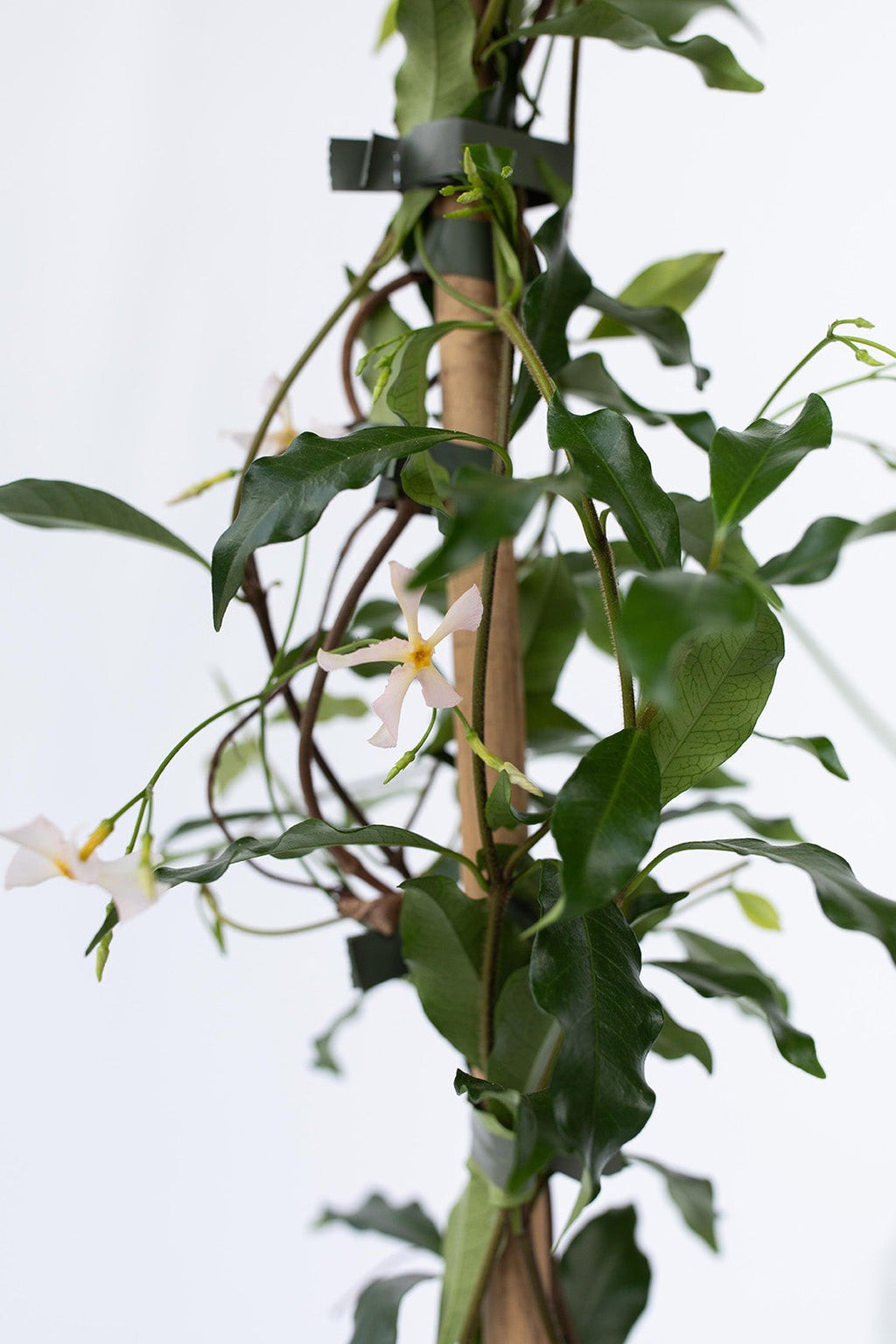 Lot De 2 Jasmin De Toscane Rose Xl Sur Tuteur – Plante D’Extérieur