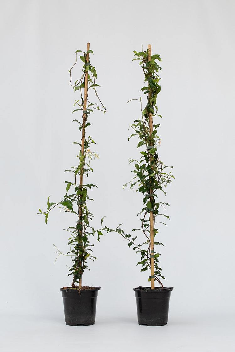 Lot De 2 Jasmin De Toscane Rose Xl Sur Tuteur – Plante D’Extérieur