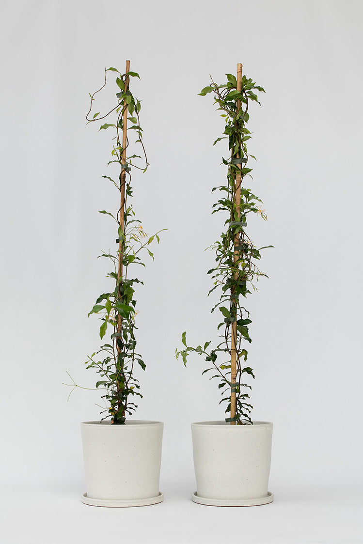 Lot De 2 Jasmin De Toscane Rose Xl Sur Tuteur – Plante D’Extérieur