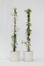 Lot De 2 Jasmin De Toscane Rose Xl Sur Tuteur – Plante D’Extérieur