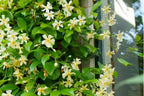 Lot De 2 Jasmin De Toscane Jaune Xl Sur Tuteur – Plante D’Extérieur