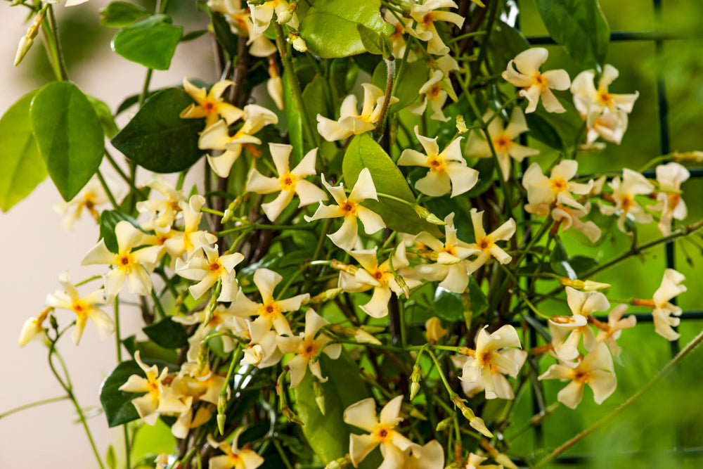 Lot De 2 Jasmin De Toscane Jaune Xl Sur Tuteur – Plante D’Extérieur