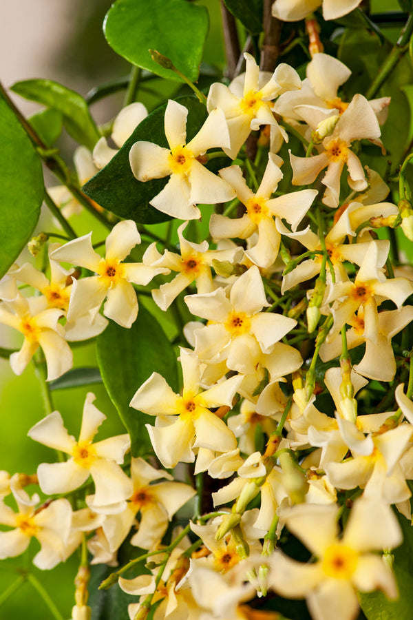 Lot De 2 Jasmin De Toscane Jaune Xl Sur Tuteur – Plante D’Extérieur
