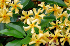 Lot De 2 Jasmin De Toscane Jaune Xl Sur Tuteur – Plante D’Extérieur