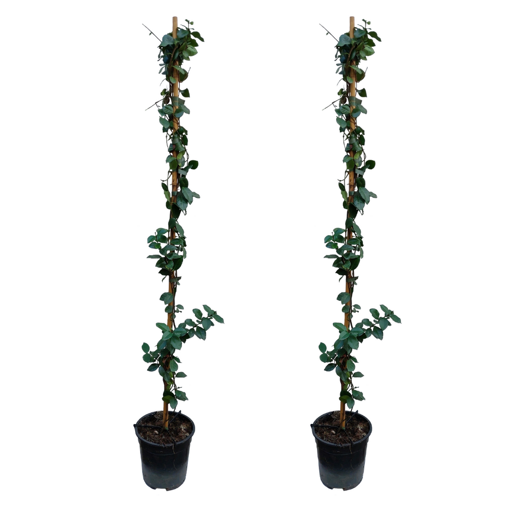 Lot De 2 Jasmin De Toscane Jaune Xl Sur Tuteur – Plante D’Extérieur