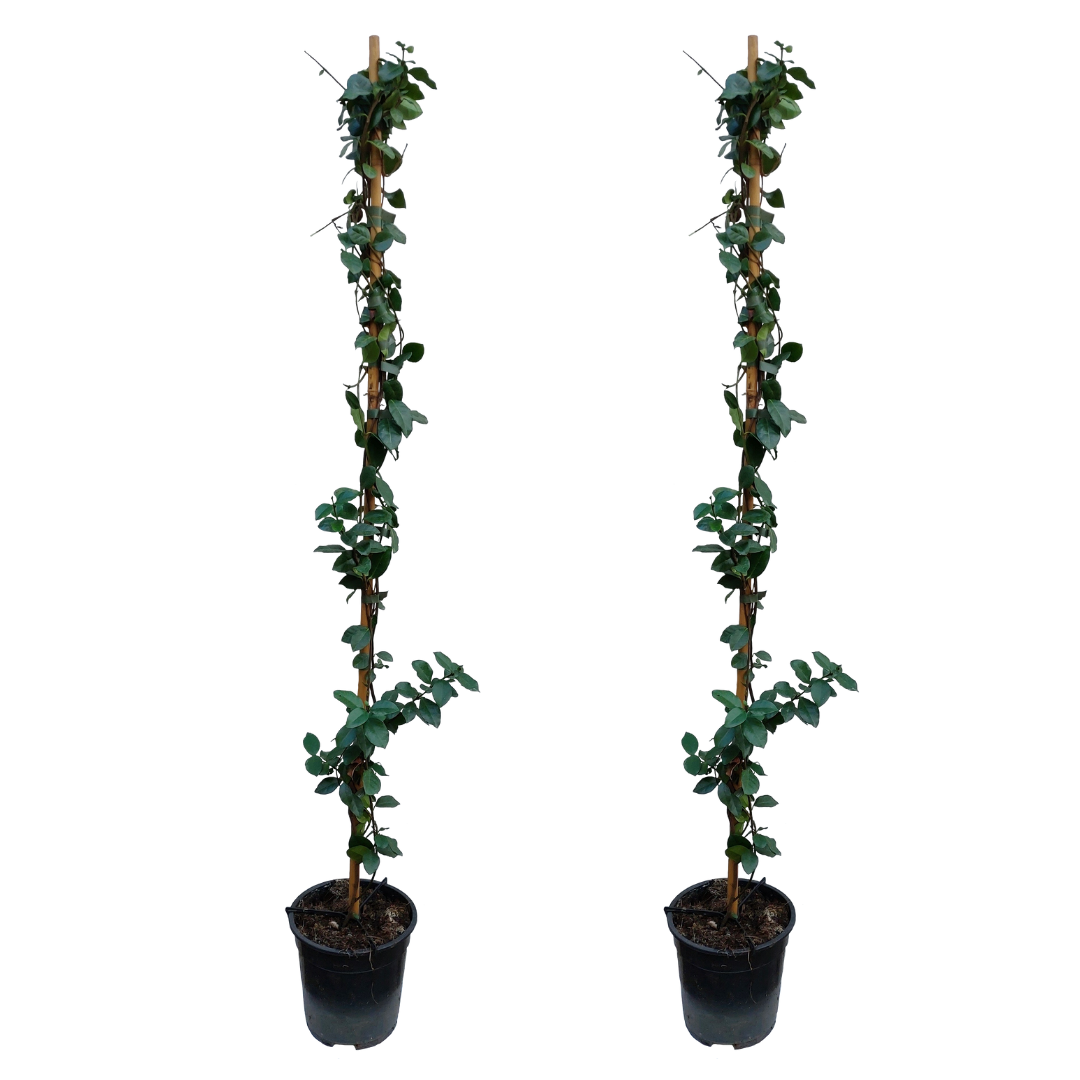 Lot De 2 Jasmin De Toscane Jaune Xl Sur Tuteur – Plante D’Extérieur