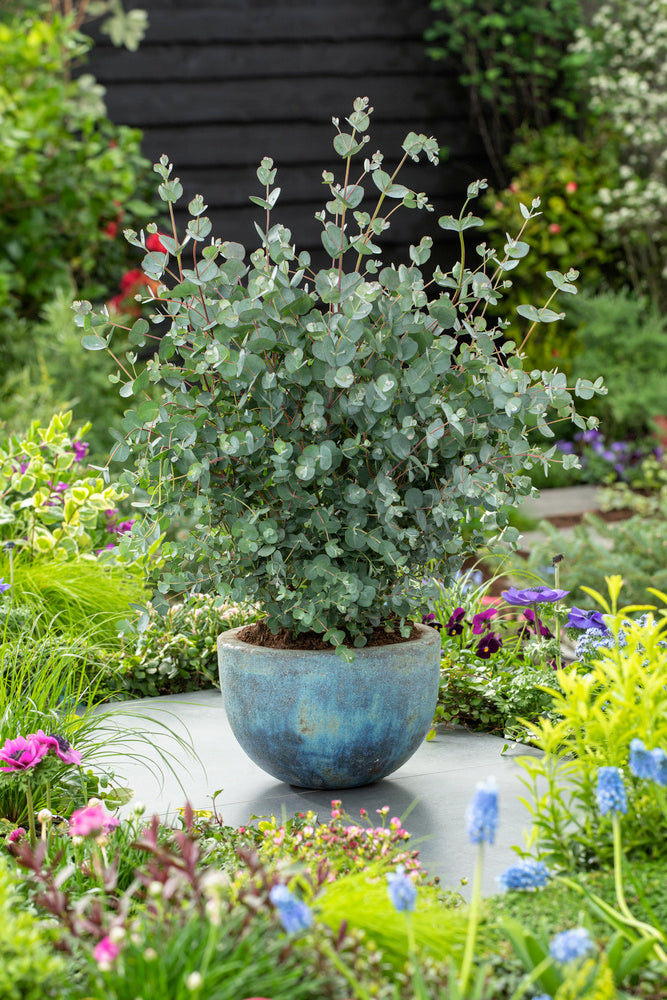 Lot De 2 Eucalyptus Silver Dollar Xl Sur Tuteur – Plante D’Extérieur