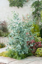 Lot De 2 Eucalyptus Silver Dollar Xl Sur Tuteur – Plante D’Extérieur
