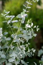 Lot De 2 Eucalyptus Silver Dollar Xl Sur Tuteur – Plante D’Extérieur