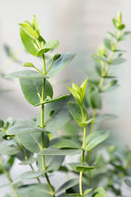Lot De 2 Eucalyptus Silver Dollar Xl Sur Tuteur – Plante D’Extérieur