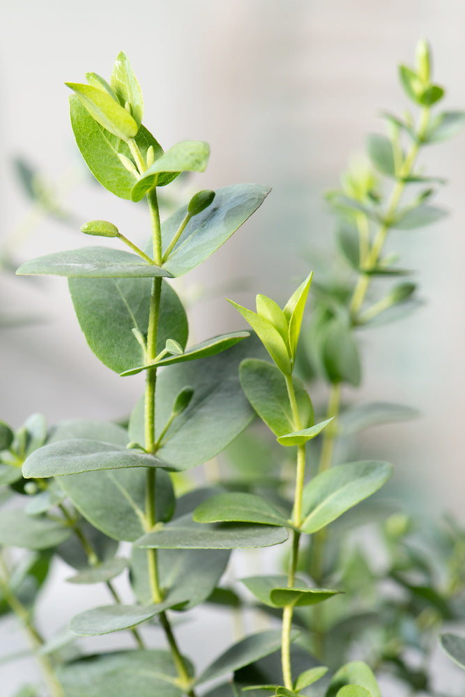 Lot De 2 Eucalyptus Silver Dollar Xl Sur Tuteur – Plante D’Extérieur