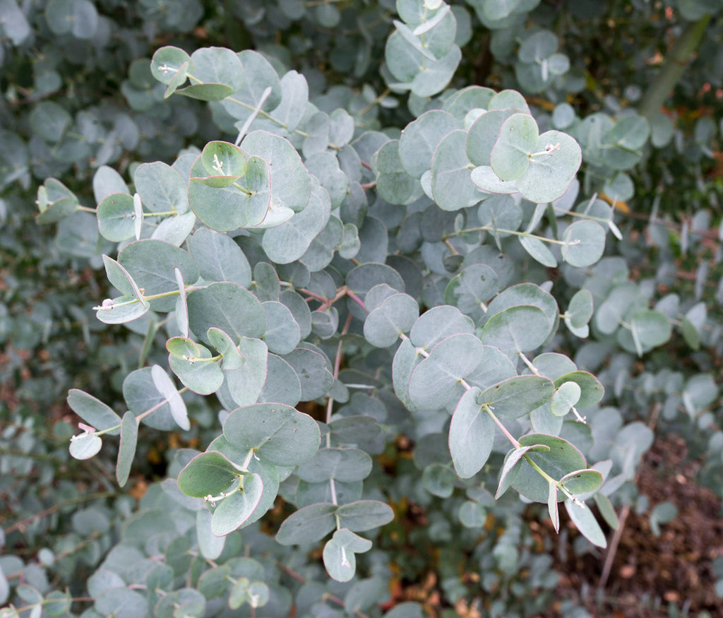 Lot De 2 Eucalyptus Silver Dollar Xl Sur Tuteur – Plante D’Extérieur
