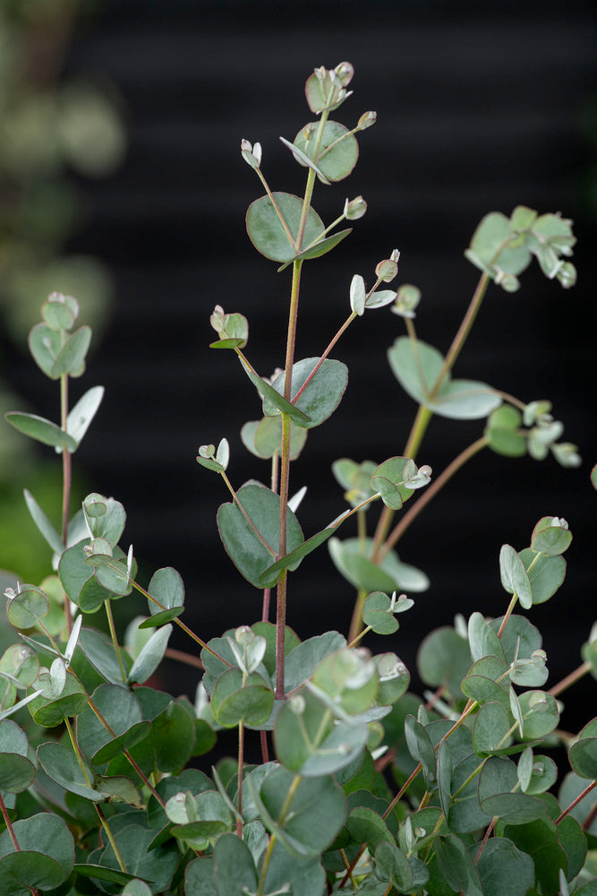 Lot De 2 Eucalyptus Silver Dollar Xl Sur Tuteur – Plante D’Extérieur