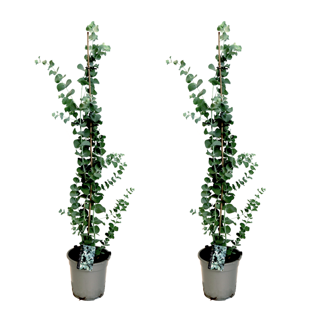 Lot De 2 Eucalyptus Silver Dollar Xl Sur Tuteur – Plante D’Extérieur